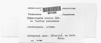 Image of Amphisphaeria umbrina